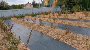 Выращивание ГОЛУБИКИ. Основные моменты. Что нужно знать заранее.