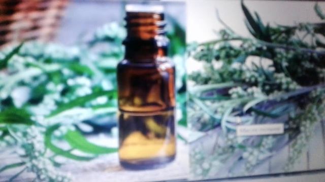 Масло полыни: польза и вред. смотреть онлайн