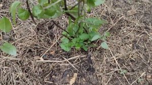 Как перезимовали клематисы 2023