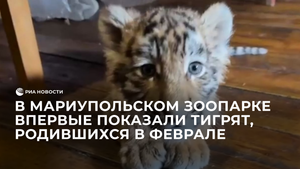 Тигрята в Мариупольском зоопарке