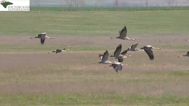 песня " Степь" смотреть онлайн