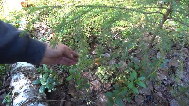 Раненая красная армия продолжает отстаивать лес | Тихая охота на подосиновики | Красные грибы 2020 смотреть онлайн