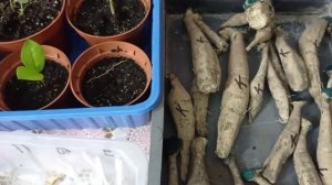 Делим клубни георгин. Как это получается у меня.