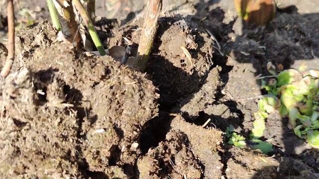 Черные стволы у роз. Розы вымерзли ??? смотреть онлайн