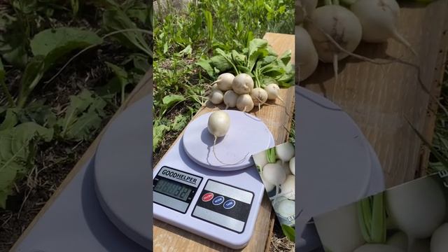 Оригинальный Редис Белый Зефир. 35 грамм корнеплод! Сочный, полнотелый, ароматный! смотреть онлайн