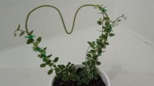 Комнатные цветы|Повседневные заботы| Пересадка фикуса Пумила| Посадка черенков крестовника Роулли