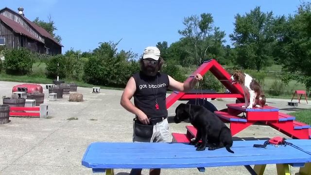 Training Your Labrador Retriever Part 2