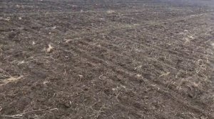 Озимая пшеница после зимовки 29.03.2019г.  Осень без влаги и всходов. Ждем высоких урожаев.