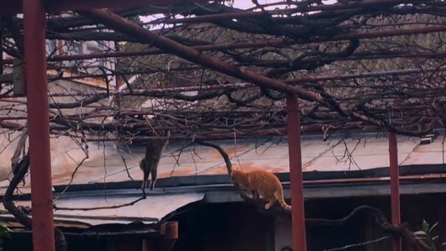 Начало весна дикие котики на крышах Любовь ♥️🐈 Spring love Wild cats смотреть онлайн
