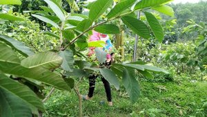 Single Mom 18 Year Old - Harvesting guava fruit gardens to the market to sell