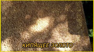 Структурная эластичная  штукатурка "кипящее золото".!!!