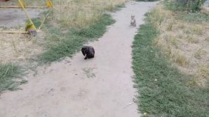 Социальный ролик: Помощь бездомным животным.