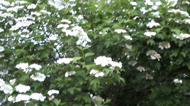 Сирень отблагоухала смотреть онлайн