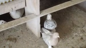 ?Чебаркули/?новые голуби на голубятне/голуби-турки