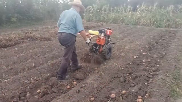 Мотоблок. Уборка картошки смотреть онлайн
