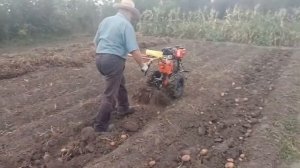 Мотоблок. Уборка картошки