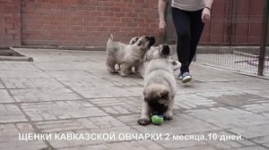 Щенки кавказской овчарки купить, щенки их папа и дедушка www.r-risk.ru +79262205603 Татьяна Ягодкин