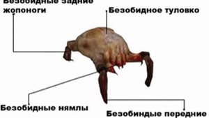 Хедкрабы или че там вылезет из Большого Коллайдера