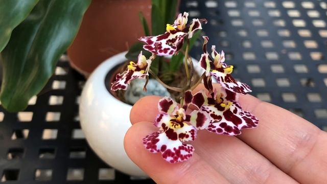 ЦВЕТЕНИЕ ОРХИДЕЙ! Толумния,фаленопсисы,пафиопедилум и онцидиум. смотреть онлайн