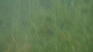 Сноркинг в Длинном озере.