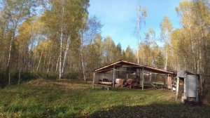 ЗиД 50 Пилот и тайны леса. Часть 3.