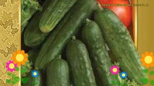 Огурец сортовой Феникс. Краткий обзор, описание характеристик, где купить семена Feniks