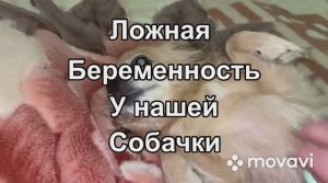 ложная беременность у нашей собачке