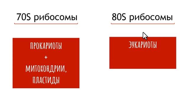 70S и 80S рибосомы, в чем отличие? смотреть онлайн