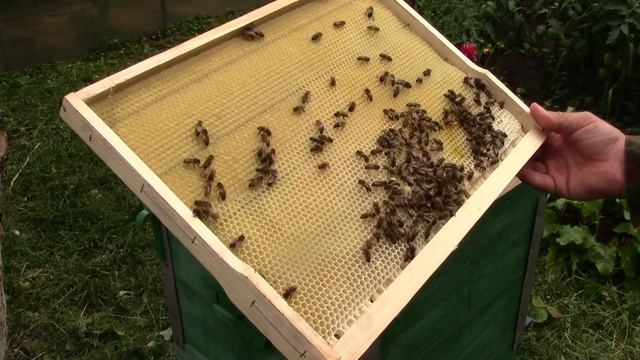 Как и чем отметить пчелиную матку. Обзор облётников для пчелиных маток. смотреть онлайн