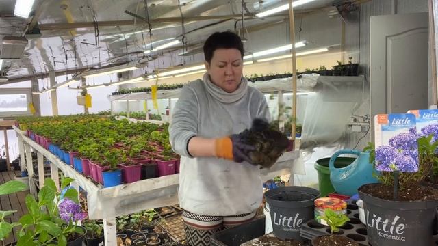 Новинки Little XS, замена грунта. Какой грунт нужен. 27.02 смотреть онлайн