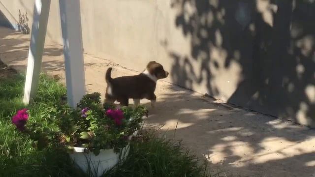 Лайчата отдам бесплатно, возраст 1 месяц. смотреть онлайн