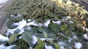 Что делать с клубникой весной для богатого урожая