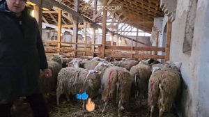 Породы овец Восточно-фризские! Одни из лучших молочных овец! Племенные овцы из Европы!