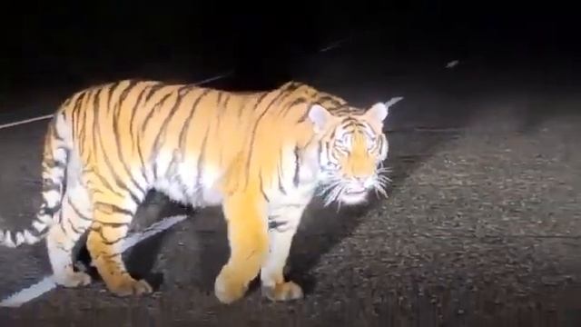 Краснокнижного пешехода засняли на видео в Кавалеровском районе смотреть онлайн