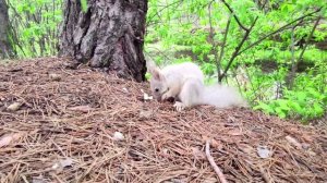 Челябинск живая природа Южного Урала 24.05.2022г