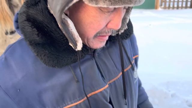 Почему упала Якутская Лошадь ? смотреть онлайн