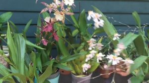 Blooming orchids in September. My kings and queens... phrags, oncidium, phalaenopsis, zygopetalum.