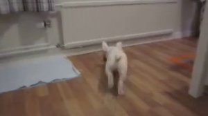 Щенок французского бульдога Соня тягает свинью.