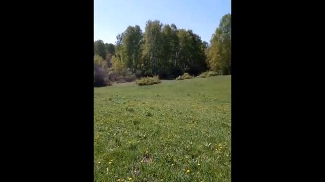 Дикий чеснок - не черемша! смотреть онлайн