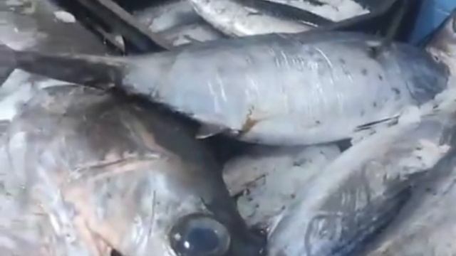 اسعار السمك لنهار اليوم في الجزائر، التونة والاسبادون موجودين مسمكة الصخرة السوداء смотреть онлайн