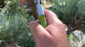 Стрижка купрессоцепариса…