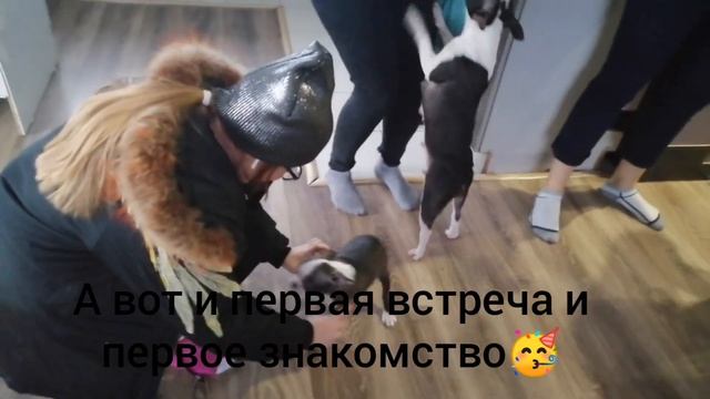 Сюрприз для дочки и первая встреча с щенком Бостон терьером Маркусом! смотреть онлайн