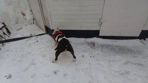 Амстафф чуть не перекусил высоковольтный провод на обычной прогулке