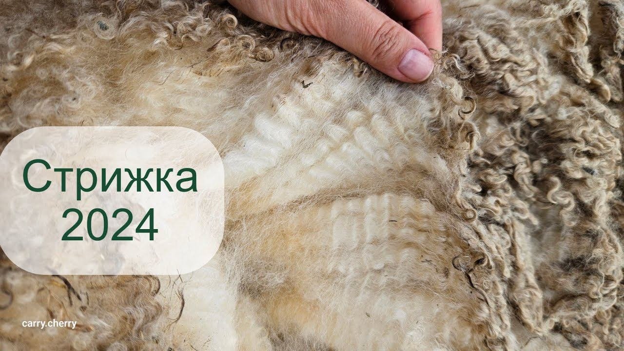 Стрижка овец в Сестричке Берте (Тверская область)
