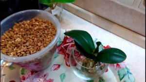 Орхидей: Посадка деток сортовых азиатских орхидей в цеофлору. Мой секрет приживаемости в цеофлоре.