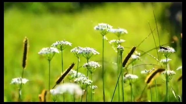 ,, Начало осени,, Сергей Куренков.