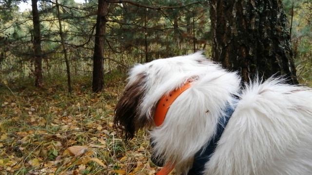 Натаска английского сеттера Nalesny En по вальдшнепу смотреть онлайн