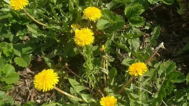 Растирка из одуванчиков