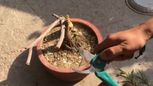 How to save dying ficus or other plant||Ficus bonsai||indoor or outdoor plant||@PreetisPlantlovers