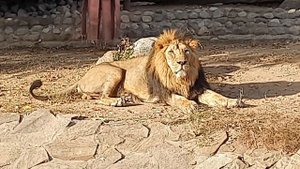 КОРОЛЬ ЛЕВ, Московский Зоопарк